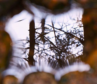 Photo of a reflection of trees in a pool of water on a trail, naturally framed by stones