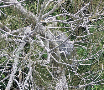 An egret, hidden in the mangroves and pine trees at the side of a tidal canal in St. Petersburg, Florida.