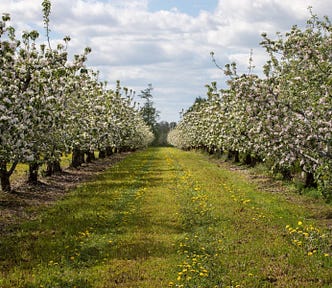 A photo of an apple orchard in bloom.