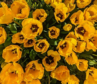 yellow flowers blossoming