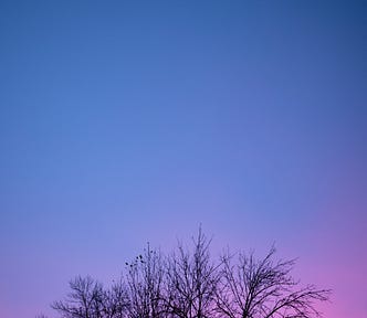 sunrise, a new day, bare winter branches | nature photography | © pockett dessert, new day