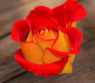 Photo of a Ketchup and Mustard red and yellow rose bloom.