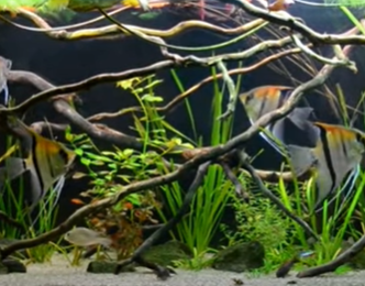 Image of a fish tank with Angel fish swimming  between branches and water grass.