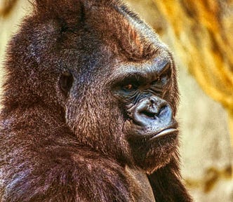 A brown ape looking annoyed.