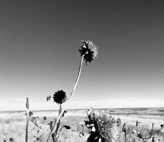 Black & white image of sky, field in the autumn, dead flowers in foreground.