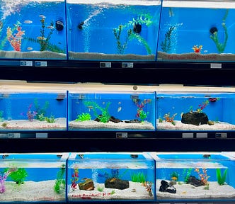 Bright blue fish tanks with fish and bubbles