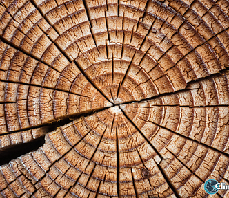 Close-up view of a tree trunk cross-section showing concentric growth rings radiating from the center, illustrating how tree rings record yearly environmental conditions over time