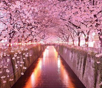 A sakura road which is as elegant as Python