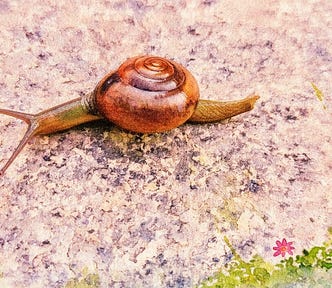 A watercolor rendition of a snail on a stone slab with flowers along the border