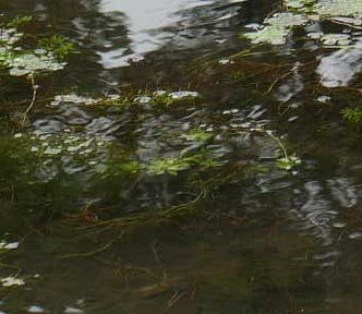 Deep, slow-flowing river, some weeds, but the depths invisible.