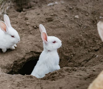 Three rabbits in a dirt field, one partially in a hole