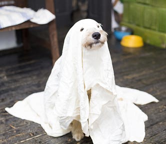 Small dog covered in a sheet like a ghost with eye and snout holes