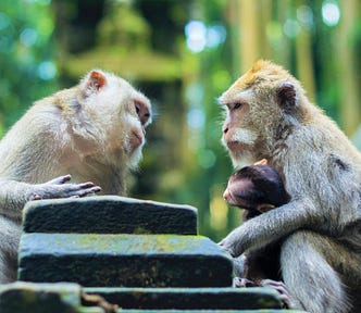 two adult monkeys having a conversation