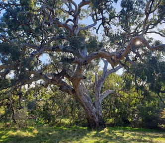 An ancient tree near the footpath. Being outdoors improves my mental health. Photo by Ann Leach