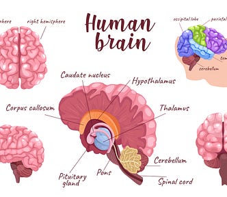 Human brain and its anatomy