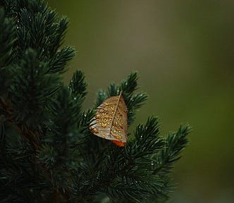 I reached 100 followers on Medium and it took a while to hear back. Meanwhile, I felt like this lonely leaf on an evergreen tree depicted in the photo.