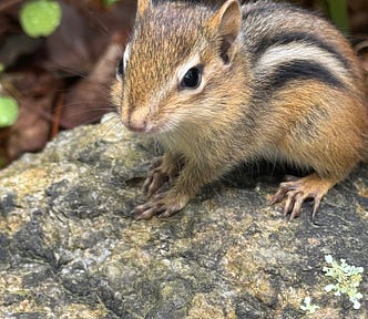 Young astern chipmunk