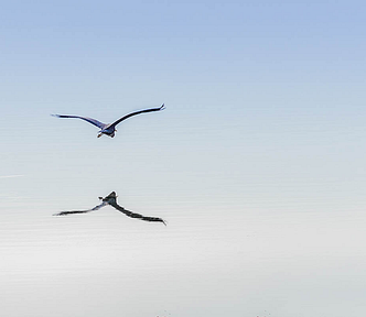 This photograph depicts a heron in flight against an almost uniform light-blue background. Below it, you can see a reflection in an extremely calm water surface.