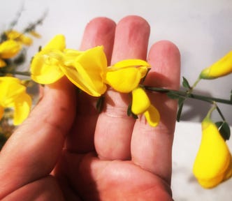 A twig of Scotch’s broom with yellow blossoms.