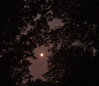 A full moon in an opening between a group of trees.
