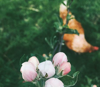 Soft pink blossom buds with a red hen out of focus in the background.