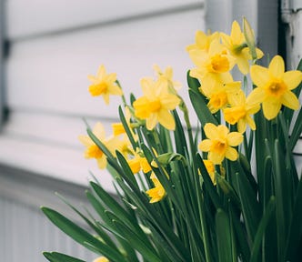 Daffodils in Spring