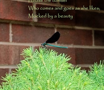 A damselfly with black wings and a green body sits atop a light green bush.