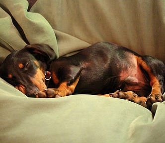 Dachshund asleep on a comfy blanket/pillow/bedspread thing.