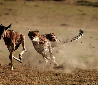 Stunning Footage Of Cheetah Chasing Its Prey In The Wild Slow Motion.