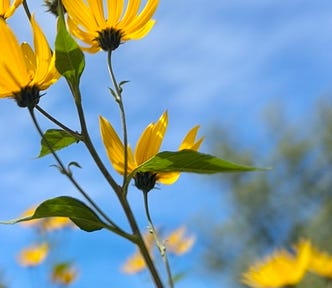 september yellow flowers, blue skies, motion blur | © pockett dessert, blue yellow blurs