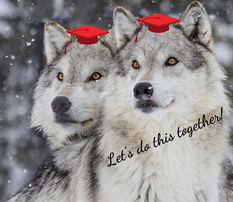 A close up of two gorgeous grey and white wolves with copper coloured eyes in a snow storm wearing red graduation caps