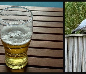 A pint glass half full of beer. A pigeon on a fence.