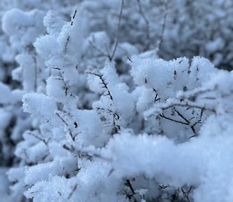 Heavy white snow on branches of a bush in a winter landscape. White snow flakes are zoomed in the image, where some are in focus and some are blurry.