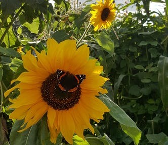 A monarch butterfly sitting in the center of a sunflower. A beam of light shines through the foliage of the plants in the background.