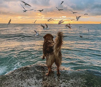 Retriever-like dog on a beach at water’s edge leaping into the sunset with gulls flying.