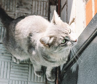 A grey cat sits by a door looking up