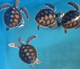 Baby sea turtles, seen swimming from above, with blue background.