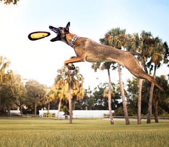dog leaping to catch a disc