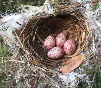 Four eggs in a nest.