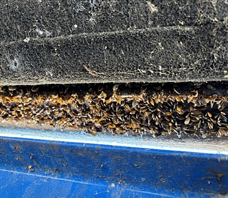 Golden mussels attached to the hull of a watercraft.