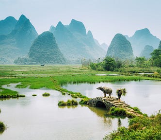 An old Chinese farmer with a water buffalo in a rice field