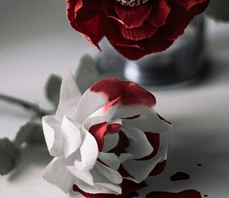 A white and red rose lies on a flat surface with droplets of blood scattered around, creating a poignant and striking visual contrast.