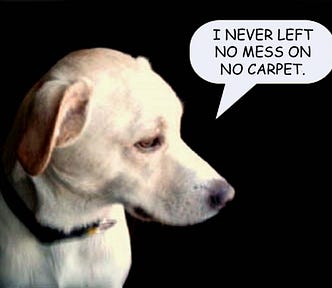 A light coloured dog against a dark background looking to the right of the screen, and a speech bubble that reads “I never left no mess on no carpet.”