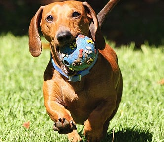 Dachshund, sausage dog, puppy, play, runs with a ball, blue collar, dog toy, grassy background