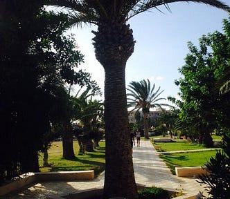 A palm tree