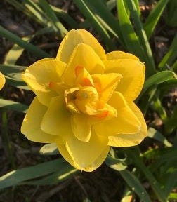 A picture of a daffodil