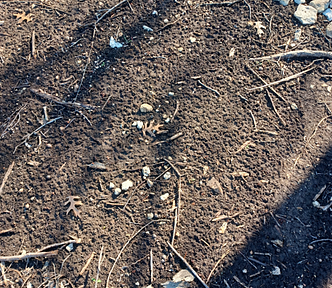 Patterns in the mud on a winter day