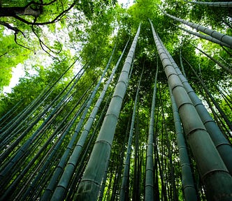 Tall forest of Chinese bamboo. The sun is breaking through the tops covered with leaves!
