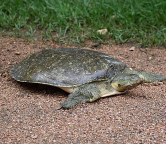 An extremely shallow tortoise.