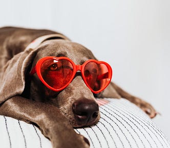 Brown great dane dog laying on a bed facing the camera wearing  red heart shaped sunglasses